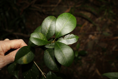 Acronychia pauciflora (Acronychia pauciflora)