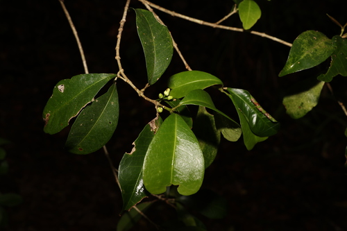 Acronychia pauciflora (Acronychia pauciflora)