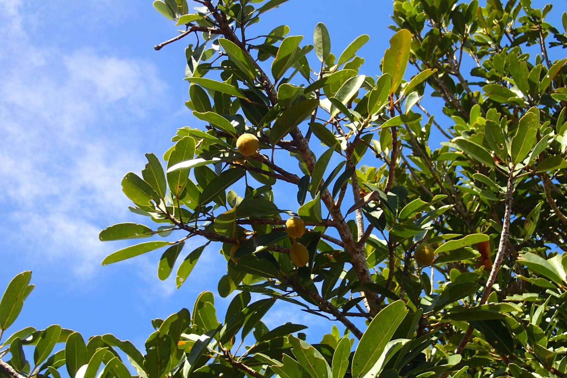 Acropogon schistophilus (Acropogon schistophilus)