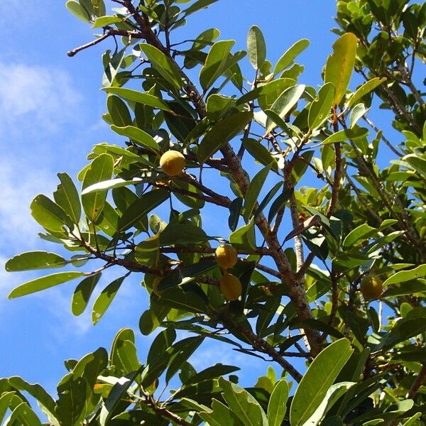 Acropogon schistophilus (Acropogon schistophilus)