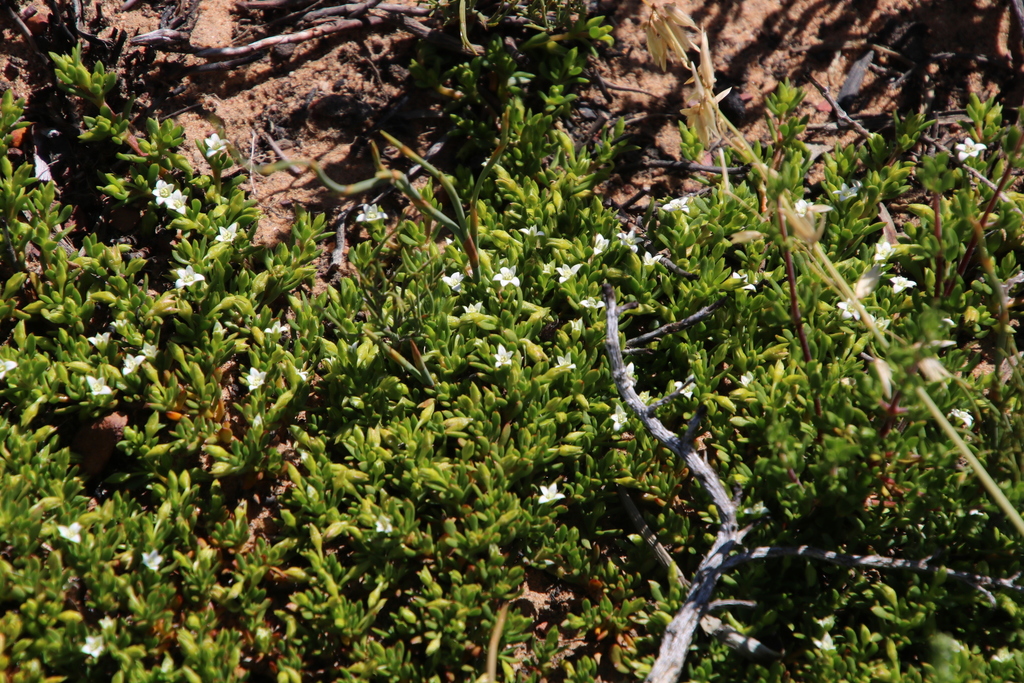 Acrosanthes humifusa (Acrosanthes humifusa)