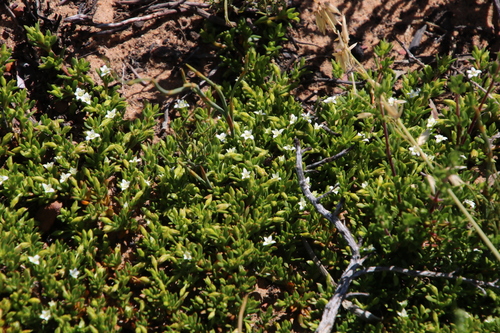Acrosanthes humifusa (Acrosanthes humifusa)