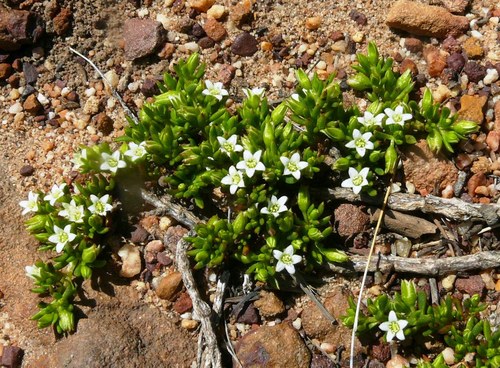 Acrosanthes humifusa (Acrosanthes humifusa)