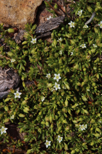 Acrosanthes humifusa (Acrosanthes humifusa)