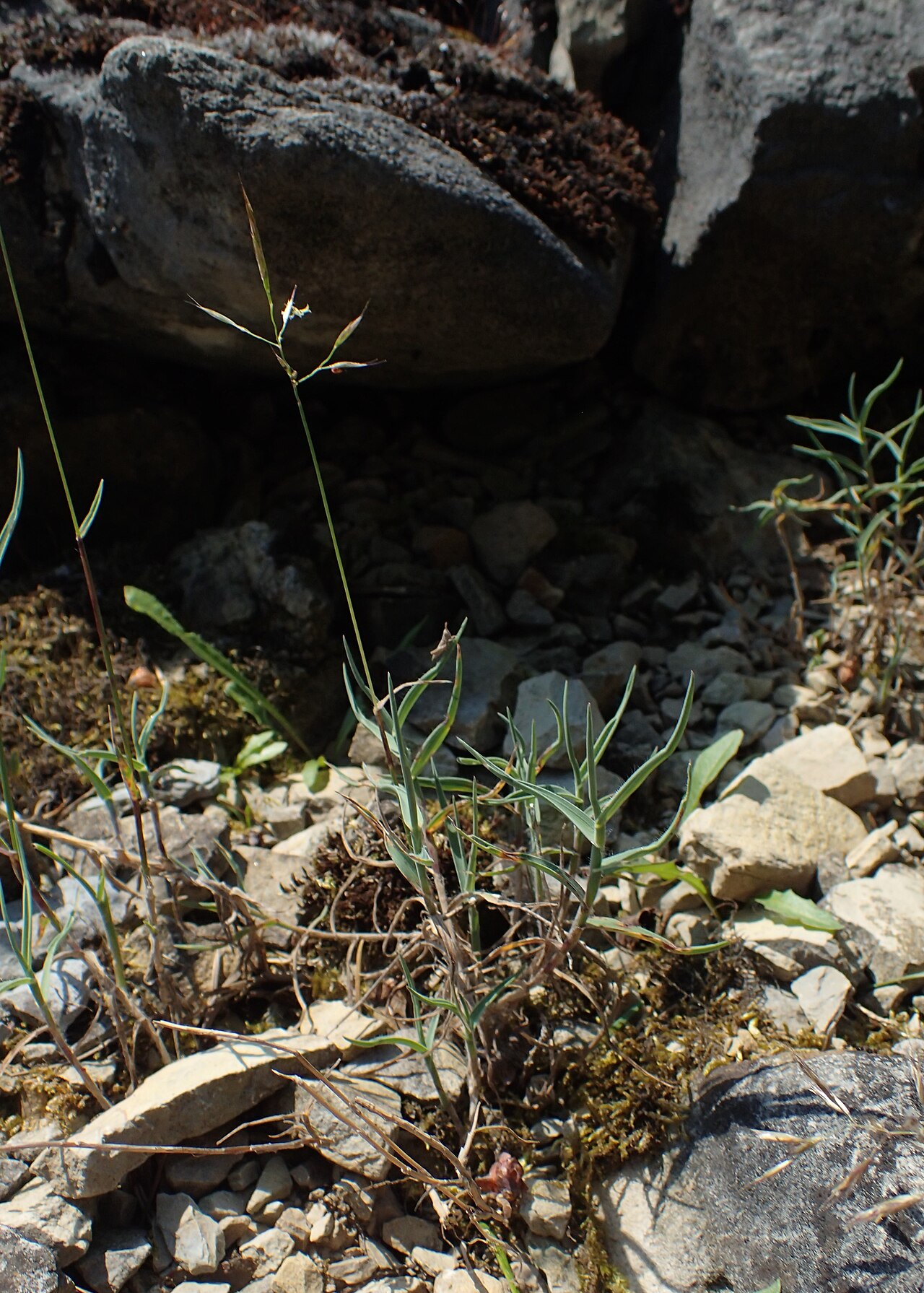 Acrospelion distichophyllum: Trisetum distichophyllum in Neuer Botanischer Garten der Universität Göttingen