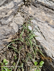 Acrospelion distichophyllum (Acrospelion distichophyllum)