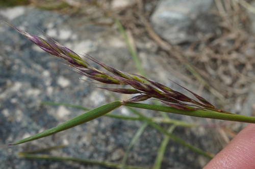 Acrospelion distichophyllum (Acrospelion distichophyllum)