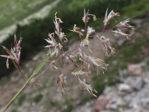 Acrospelion distichophyllum (Acrospelion distichophyllum)