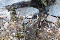 Acrospelion distichophyllum (Acrospelion distichophyllum)