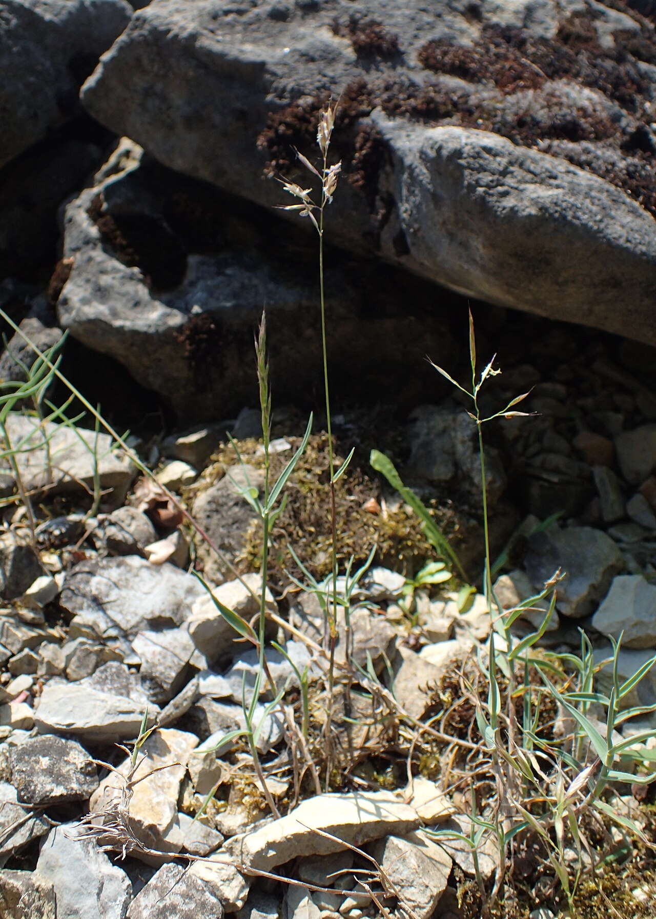 Acrospelion distichophyllum: Trisetum distichophyllum in Neuer Botanischer Garten der Universität Göttingen