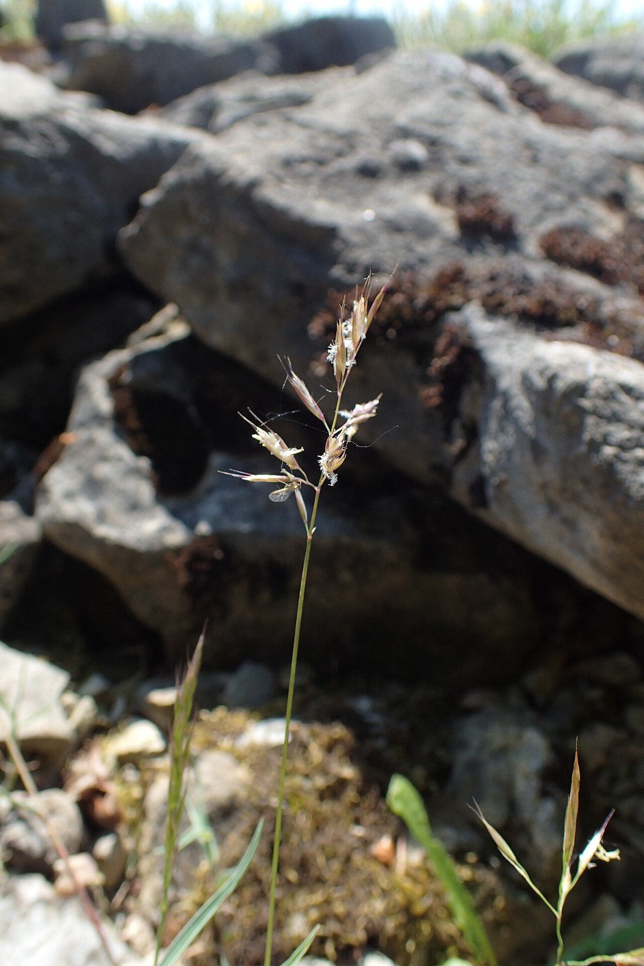 Acrospelion distichophyllum: Trisetum distichophyllum in Neuer Botanischer Garten der Universität Göttingen