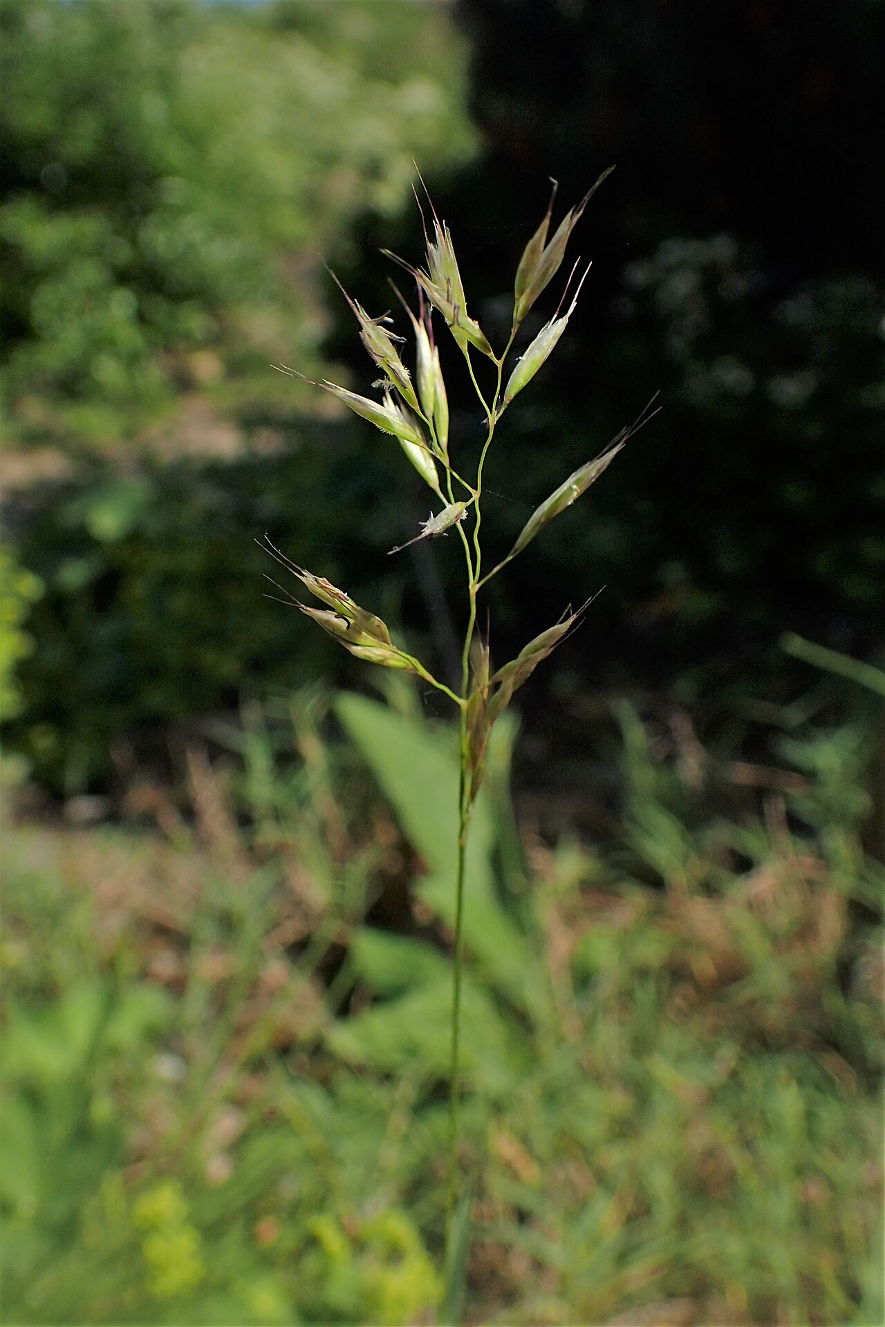 Acrospelion distichophyllum: Trisetum distichophyllum in the Botanischer Garten, Berlin-Dahlem