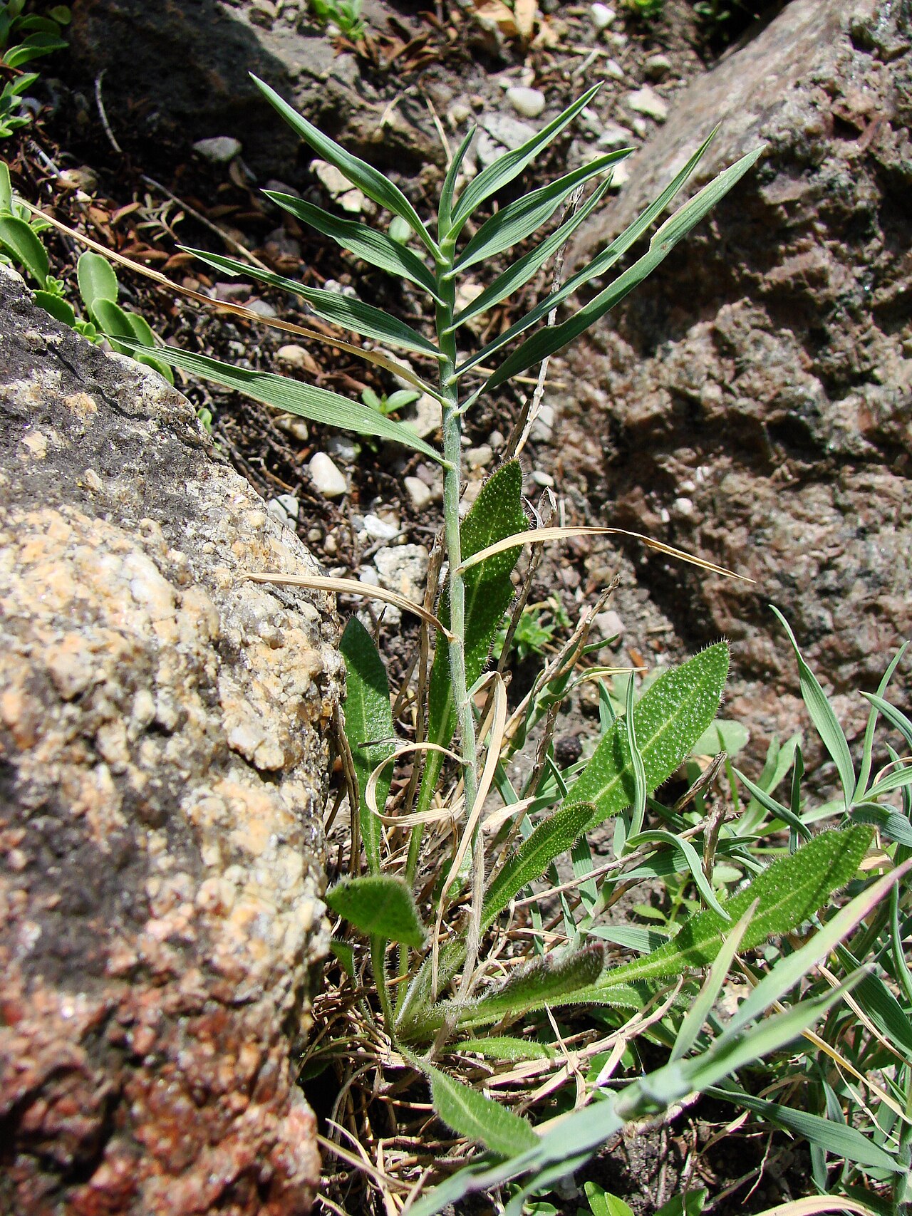 Acrospelion distichophyllum: Picture taken in the university botanical garden of Wrocław (Poland): Trisetum distichophyllum (Vill.) P.Beauv. ex Roem. & Schult.