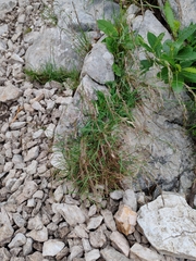Acrospelion distichophyllum (Acrospelion distichophyllum)