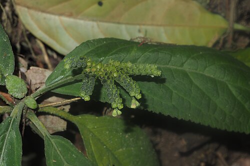 Acrymia ajugiflora: A. ajugiflora found in Hulu Langat forest