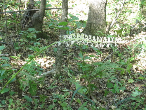 Actaea asiatica (Actaea asiatica)