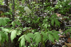 Actaea asiatica (Actaea asiatica)