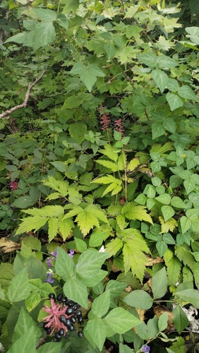 Actaea asiatica (Actaea asiatica)
