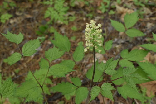 Actaea asiatica (Actaea asiatica)