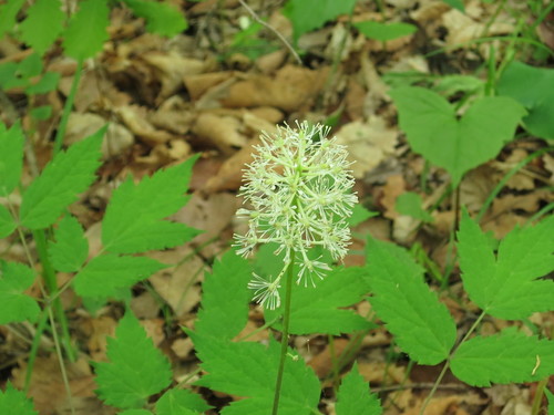 Actaea asiatica (Actaea asiatica)