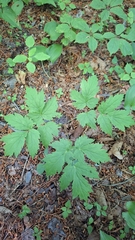 Actaea asiatica (Actaea asiatica)