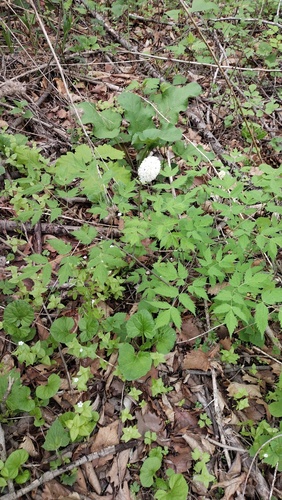 Actaea asiatica (Actaea asiatica)
