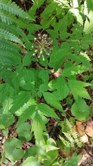 Actaea asiatica (Actaea asiatica)