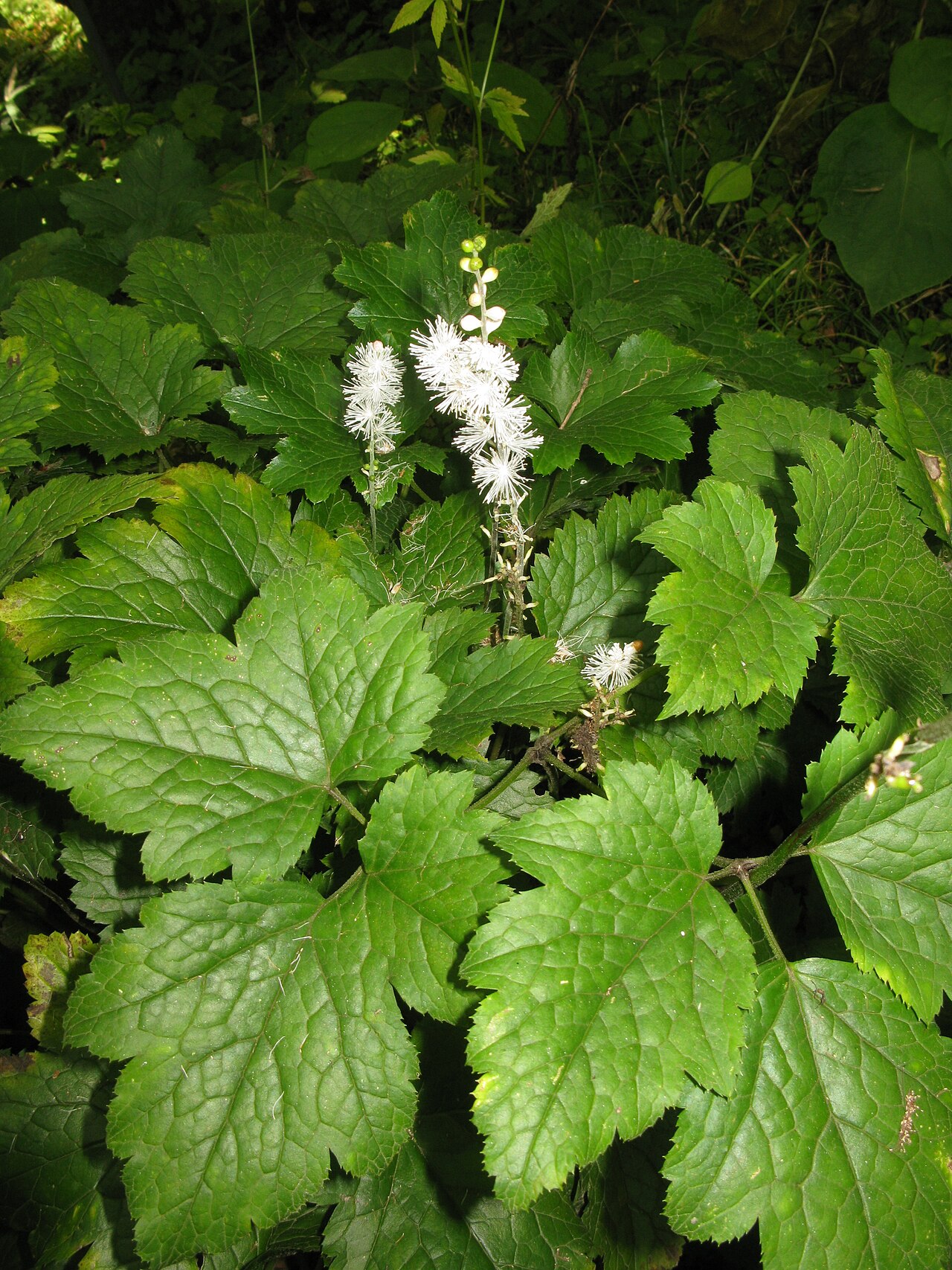 Actaea biternata: Cimicifuga biternata , Botanical Gardens, Nikko, Graduate School of Science, The University of Tokyo, Tochigi pref., Japan