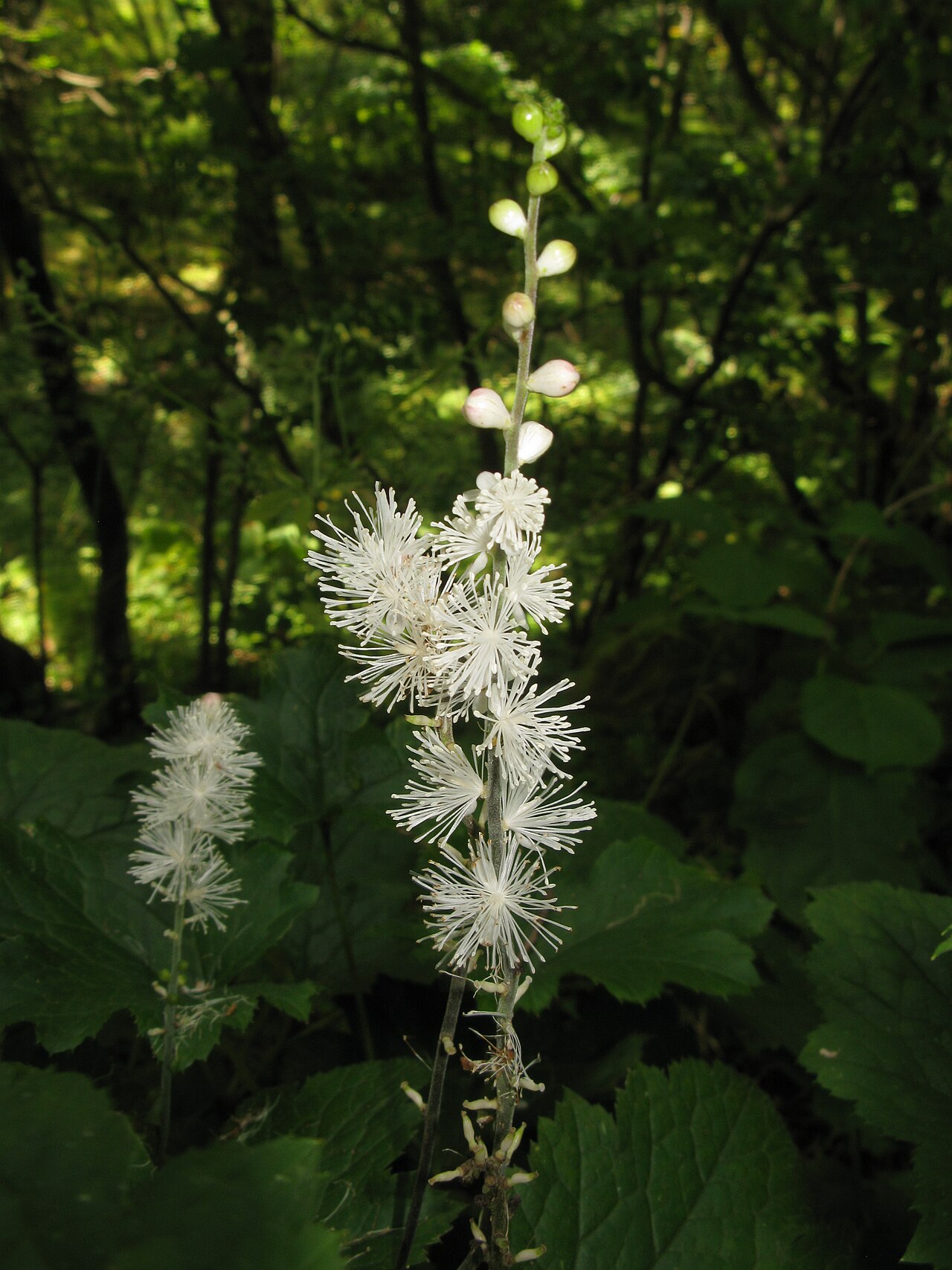 Actaea biternata: Cimicifuga biternata , Botanical Gardens, Nikko, Graduate School of Science, The University of Tokyo, Tochigi pref., Japan