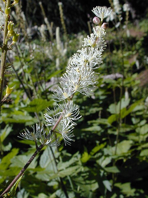 Tall bugbane: Cimicifuga elata syn. Actaea elata at Grizzly Peak, Southern Oregon