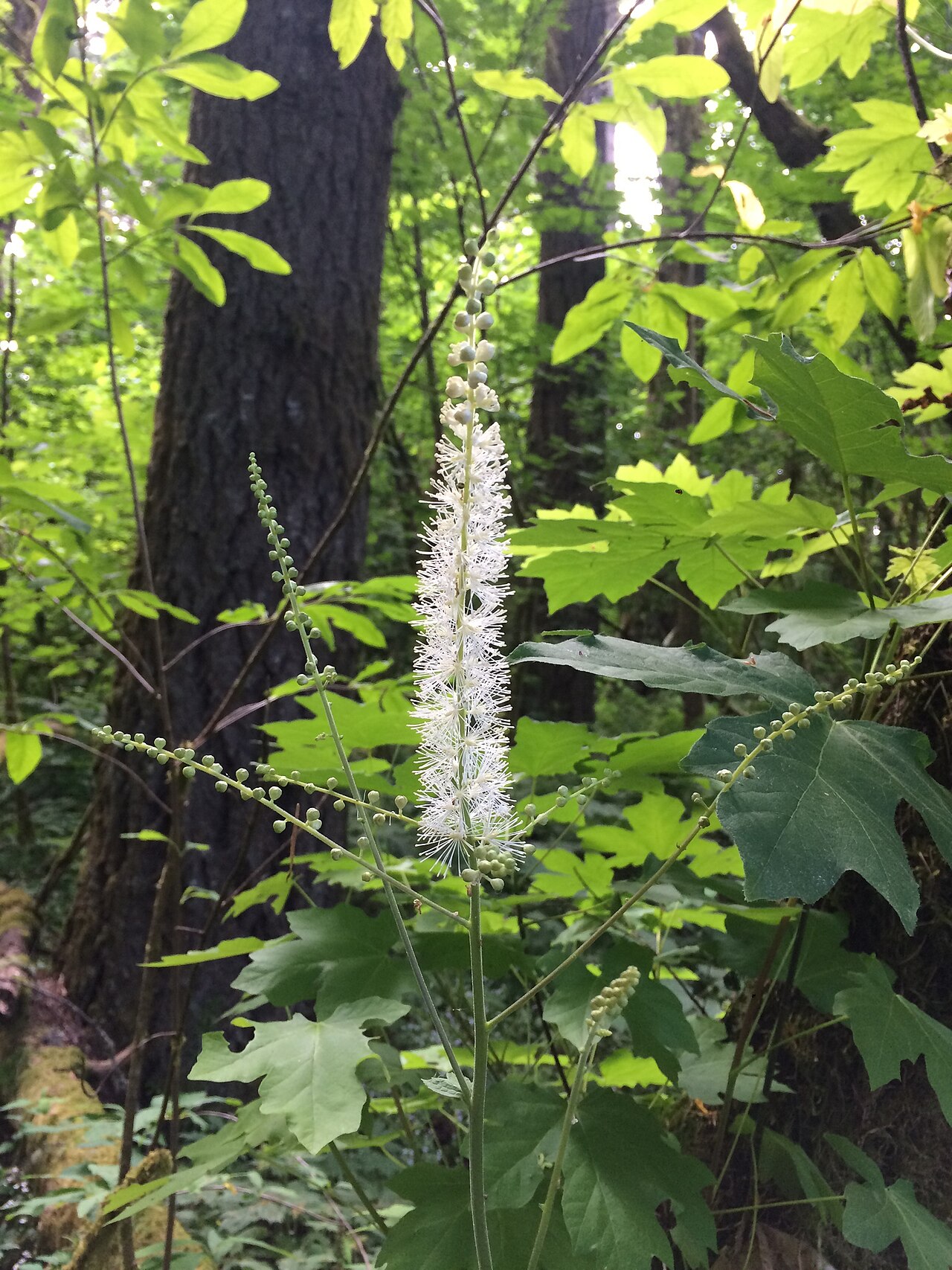 Tall bugbane: Actaea elata var. elata. Variety of plant.
