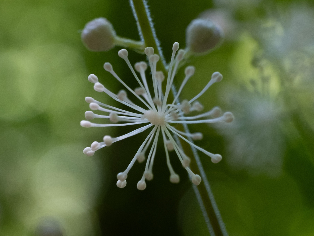 Tall bugbane (Actaea elata)