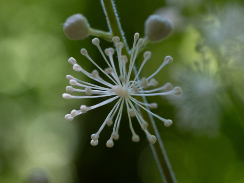 Tall bugbane (Actaea elata)