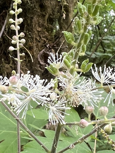 Tall bugbane (Actaea elata)
