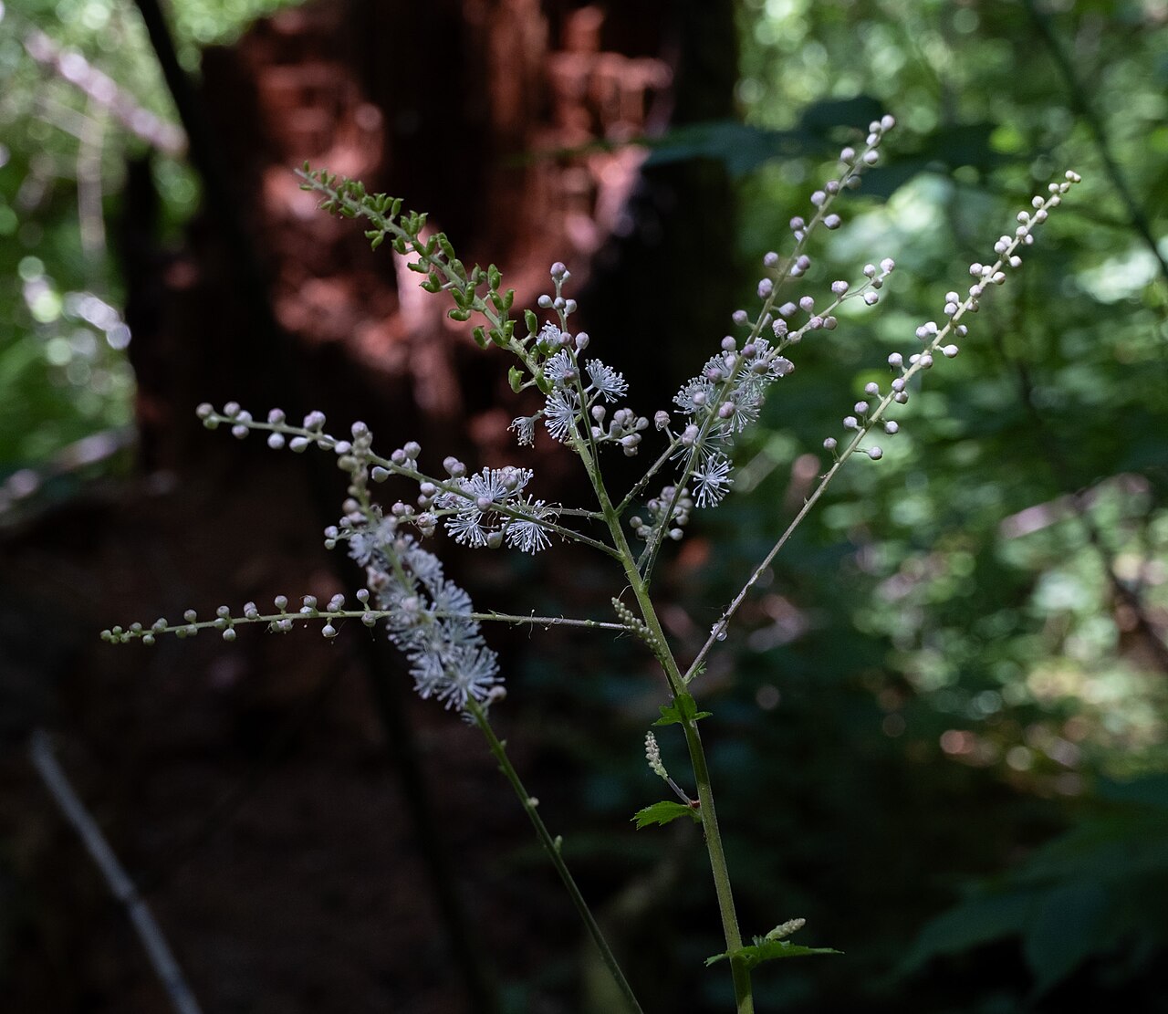 Tall bugbane: Actaea elata elata in the United States