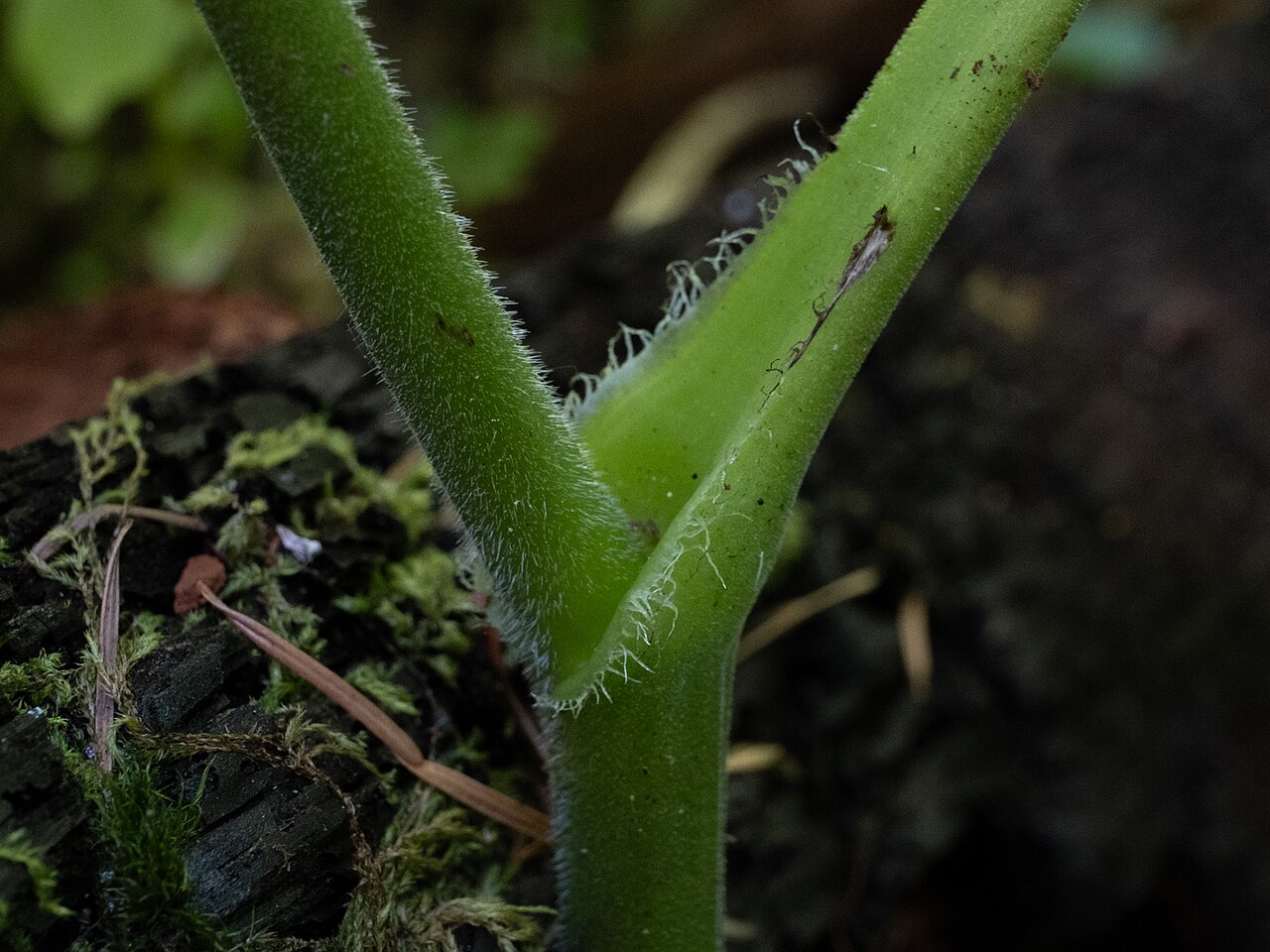 Tall bugbane: Actaea elata elata in the United States