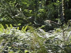 Tall bugbane (Actaea elata)