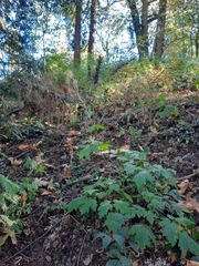 Tall bugbane (Actaea elata)