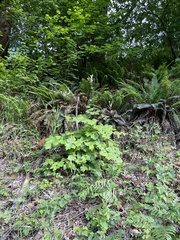 Tall bugbane (Actaea elata)