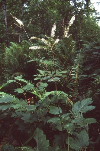 Tall bugbane (Actaea elata)