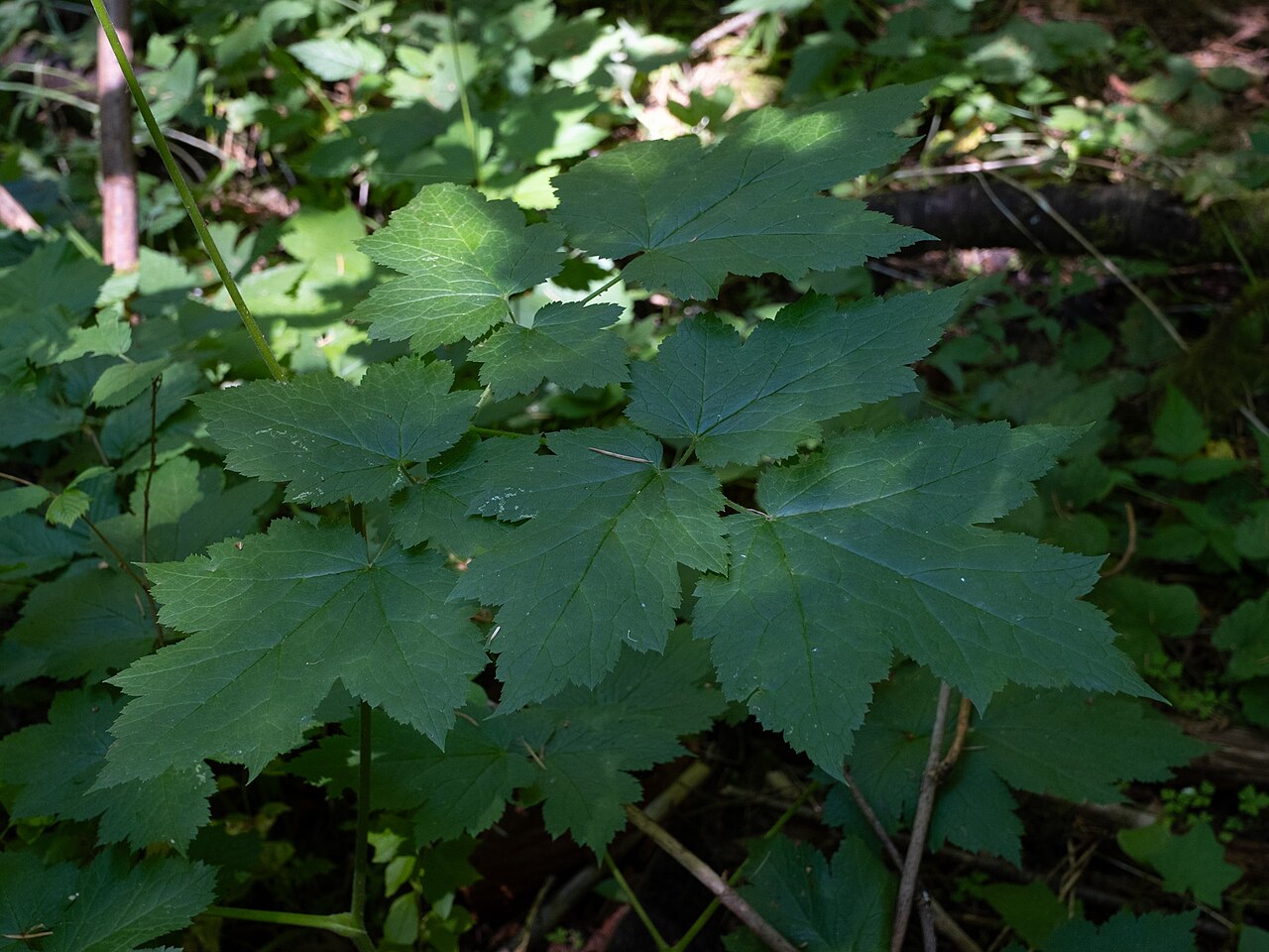 Tall bugbane: Actaea elata elata in the United States