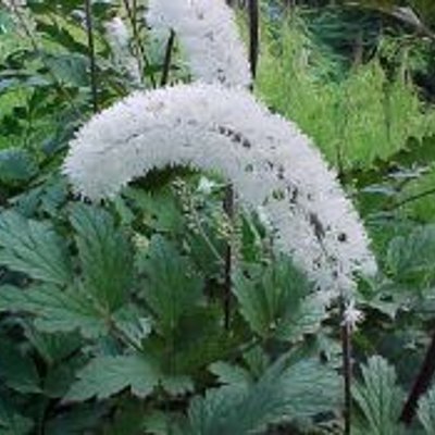 Actaea matsumurae: Growth: 120cm High x 40cm Spread Arching stems of white bottle-brush like flowers. Smooth divided foliage. Prefers some shade and moisture. Please feel free to