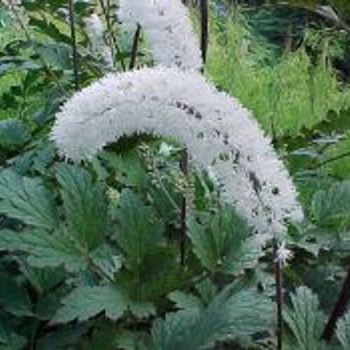 Actaea matsumurae: Growth: 120cm High x 40cm Spread Arching stems of white bottle-brush like flowers. Smooth divided foliage. Prefers some shade and moisture. Please feel free to