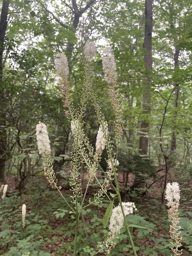 Black baneberry (Actaea racemosa)