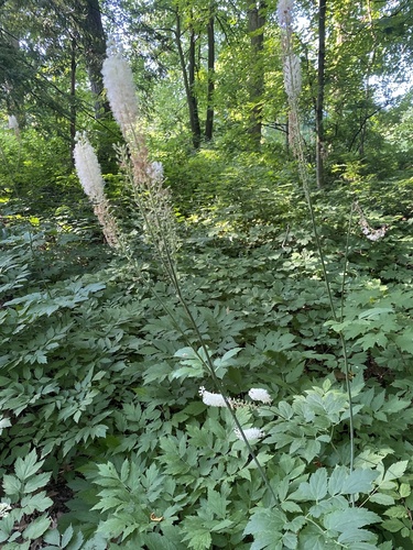 Black baneberry (Actaea racemosa)