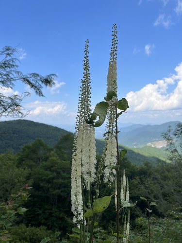 Black baneberry (Actaea racemosa)