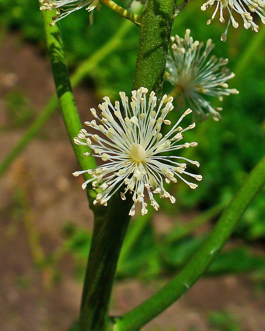 Black baneberry: Actaea racemosa , Ranunculaceae, Black Cohosh, Black Bugbane or Black Snakeroot, Fairy Candle, flower. Stutensee, Germany