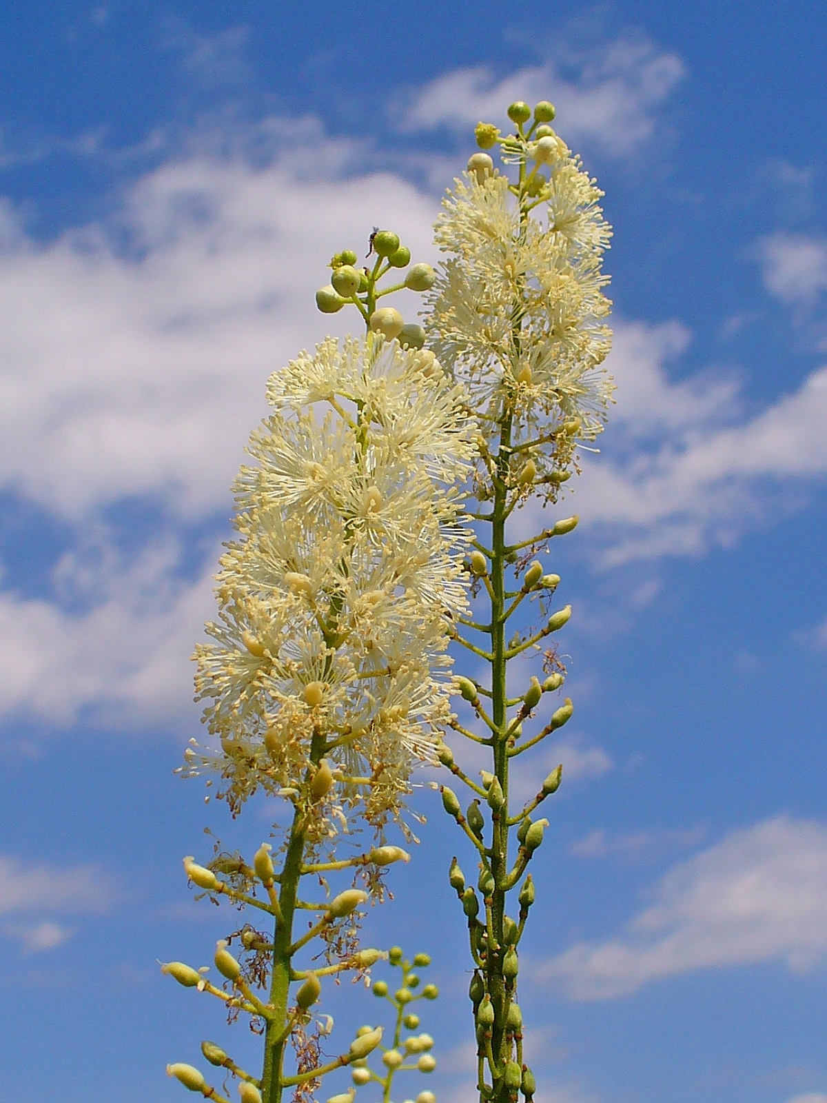 Black baneberry: Actaea racemosa , Ranunculaceae, Black Cohosh, Black Bugbane or Black Snakeroot, Fairy Candle, inflorescence. Stutensee, Germany.