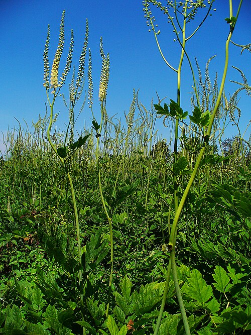 Black baneberry: Actaea racemosa , Ranunculaceae, Black Cohosh, Black Bugbane, Black Snakeroot, Fairy Candle, habitus.