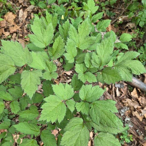 Black baneberry (Actaea racemosa)